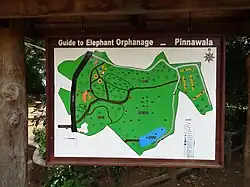 Pinnawala Elephant Orphanage