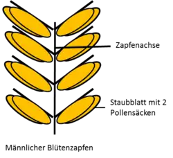 Schematische Darstellung einer männlichen Blüte