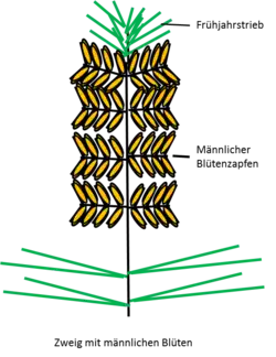 Zweig mit männlichen Blüten, schematisch dargestellt