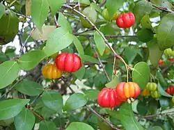 Pitanga oder Surinamkirsche