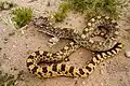 Pituophis catenifer