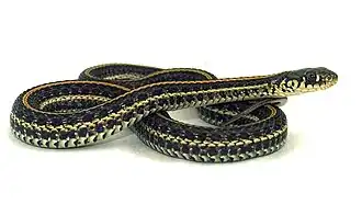 Prärie-Strumpfbandnatter (Thamnophis radix)