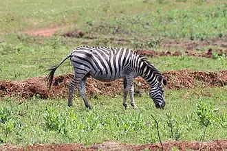 Steppen-Zebras (Equus quagga) sind als potenziell gefährdet gelistet.