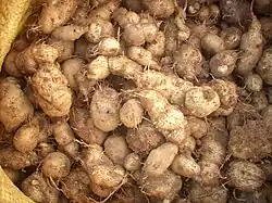 Kartoffelminze, Chinesische Kartoffel, Hausa oder Kaffir Kartoffel (Plectranthus esculentus, Plectranthus edulis, Plectranthus rotundifolius)