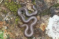 Plectrurus perroteti