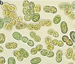 LM-Aufnahme von G. citriformis PCC 7424. Balken: 5 mm