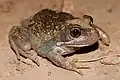 Östlicher Banjo-Frosch (Limnodynastes dumerilii)