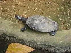 Terekay-Schienenschildkröte