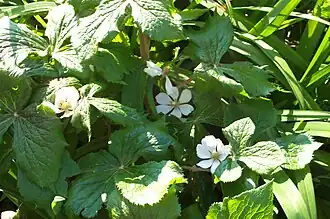 Laubblätter und Blüten