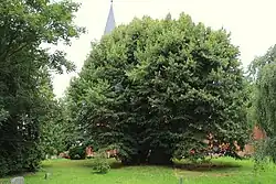 Polchower Sommerlinde