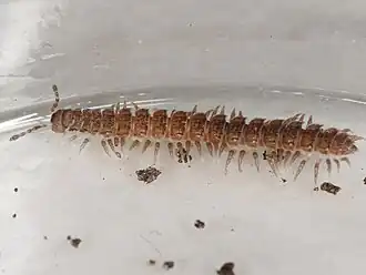 Polydesmus inconstans ist P. denticulatus sehr ähnlich