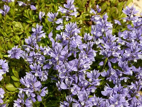 Kalk-Kreuzblume (Polygala calcarea)