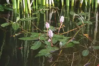 Wasser-Knöterich (Persicaria amphibia)