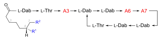 Grundstruktur der Polymyxine