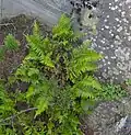Polypodium appalachianum