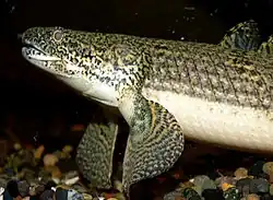 Polypterus weeksii, mit abgespreizten, auf muskulösen Stielen sitzenden Brustflossen