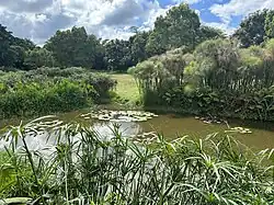Teich im Olasiti-Forest