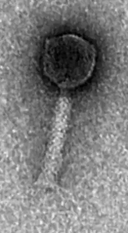 EM-Aufnahme von Pseudo­monas-Phage LSL4 (vor­ge­schla­gen für Gattung Nankokuvirus).