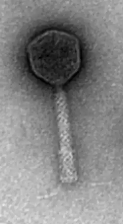 EM-Aufnahme von Pseudo­monas-Phage PAK_P5 (Spezies Nankokuvirus PAKP3).