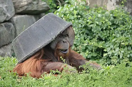 Sumatra-Orang-Utan