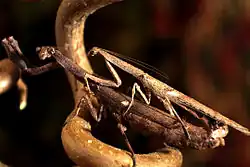 Paar bei der Kopulation