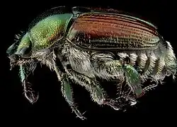 Adulter Japankäfer lateral