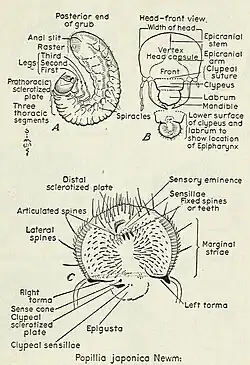 Morphologie des Japankäfer-Engerlings