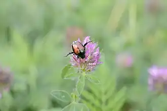 Typisches Verhalten des Japankäfers bei Bedrohung
