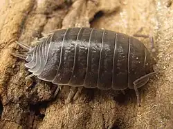 Porcellio laevis
