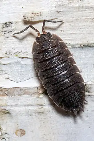 Porcellio scaber