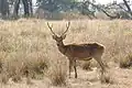 Barasingha