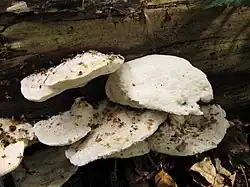 Grauweißer Saftporling Postia lactea