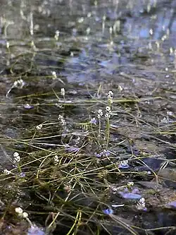 Berchtolds Zwerg-Laichkraut (Potamogeton berchtoldii)