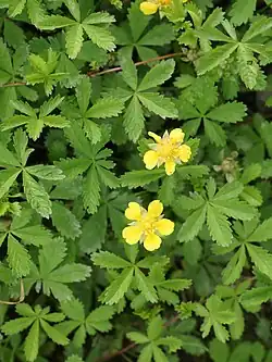 Kriechendes Fingerkraut