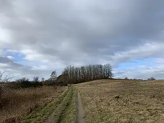 Weinberg in Fahrland