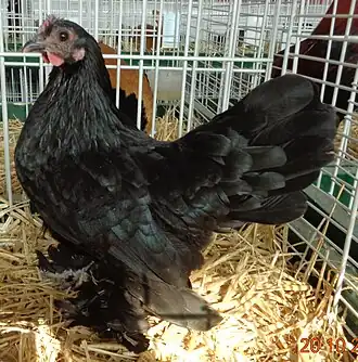 Federfüßiges Zwerghuhn