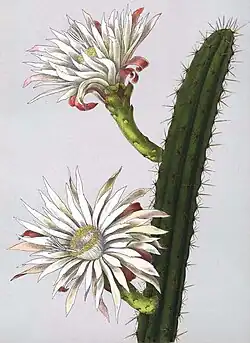 Praecereus saxicola