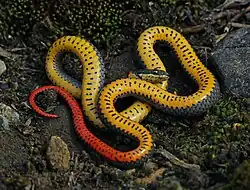 Gelbe Unterseite in Totstellung