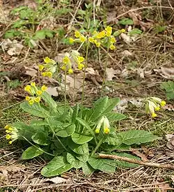 Echte Schlüsselblume (Primula veris)