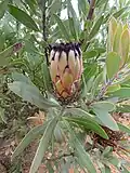 Protea laurifolia