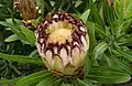Protea lepidocarpodendron