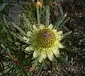 Protea scolymocephala