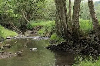 Saynbach am Südrand des Landschaftsschutzgebietes