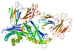 Antigen-presenting glycoprotein CD1d