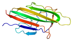 Kollagen Typ X, alpha 1