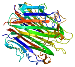 Kollagen Typ VIII, alpha 1