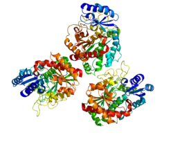 Carboxypeptidase B2