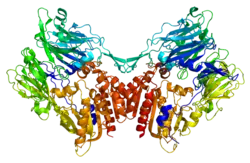 Fibroblasten-Aktivierungs-Protein alpha