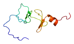 Four and a half LIM domain protein 1