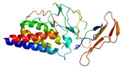 Interleukin-2-Rezeptor α-Kette